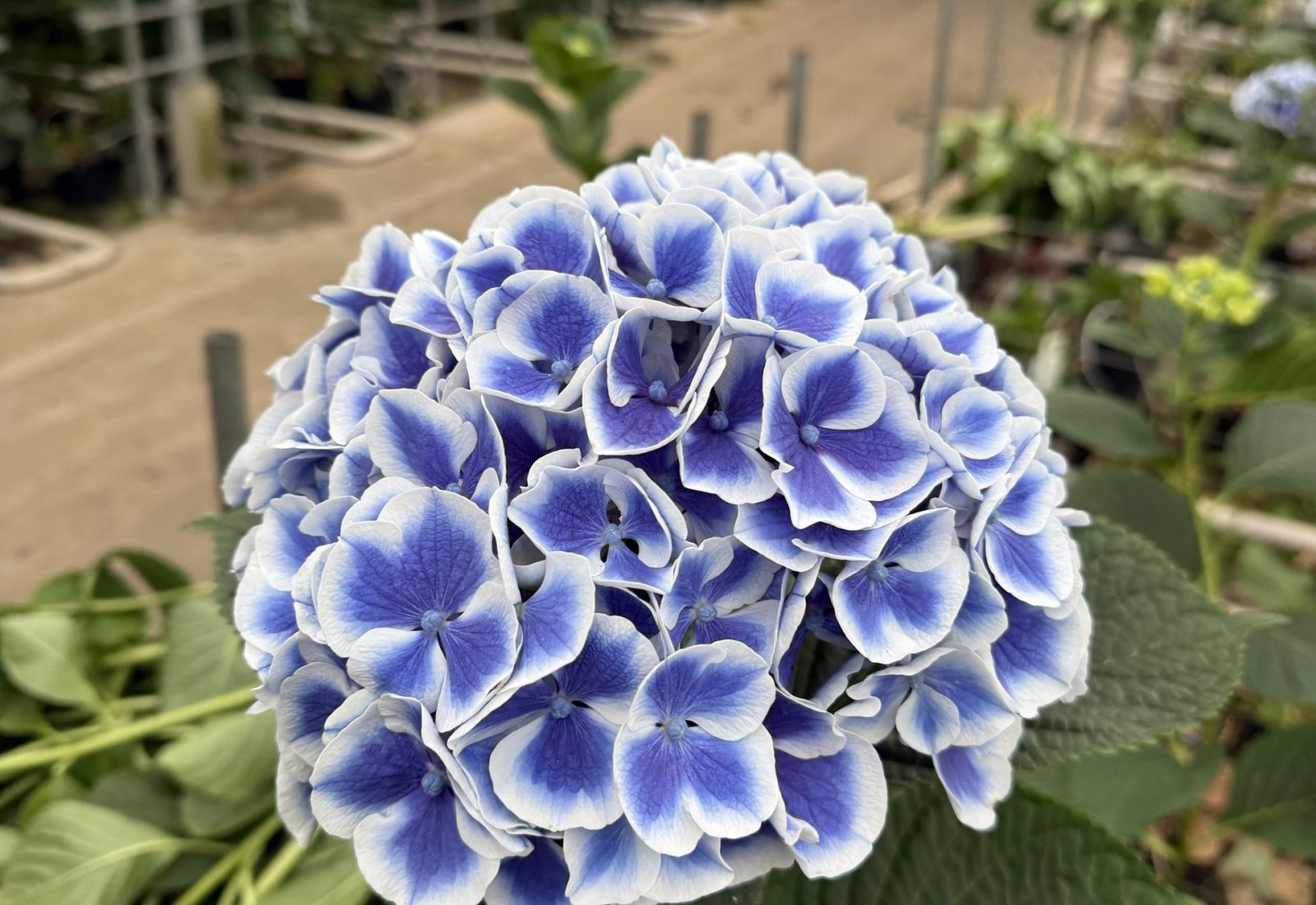 Snijhortensia Dali, artica van dichtbij