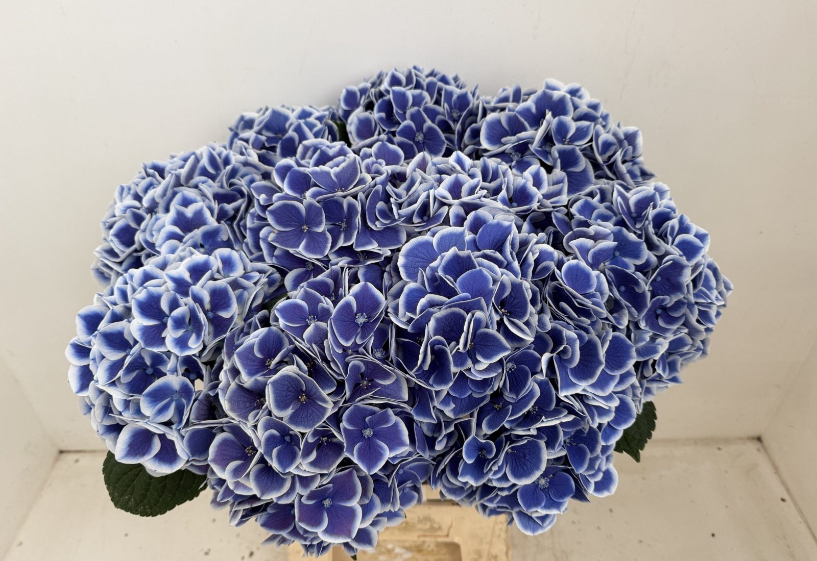 Snijhortensia Dali in de kas