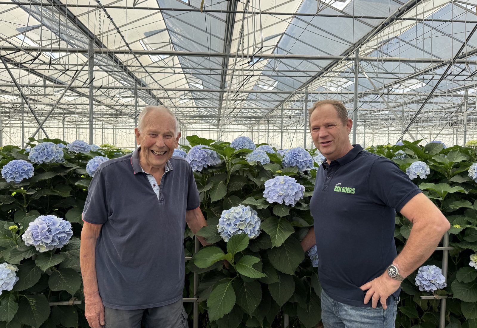 Vers geoogste snijhortensia in de hand