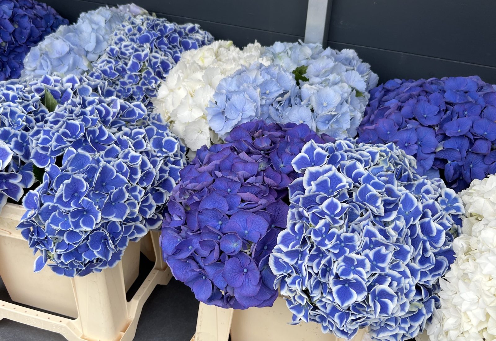 Blauwe en witte bossen snijhortensia in de bloemenstal