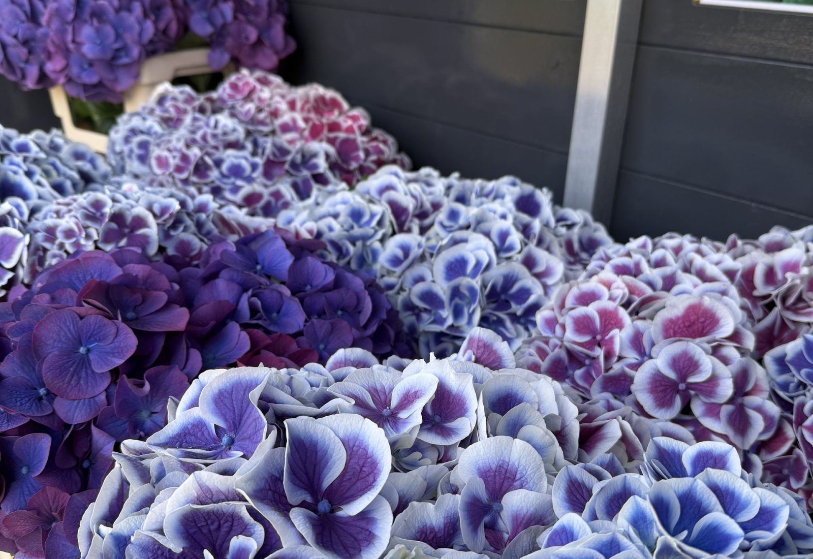 Vers gesneden snijhortensia in de bloemenstal