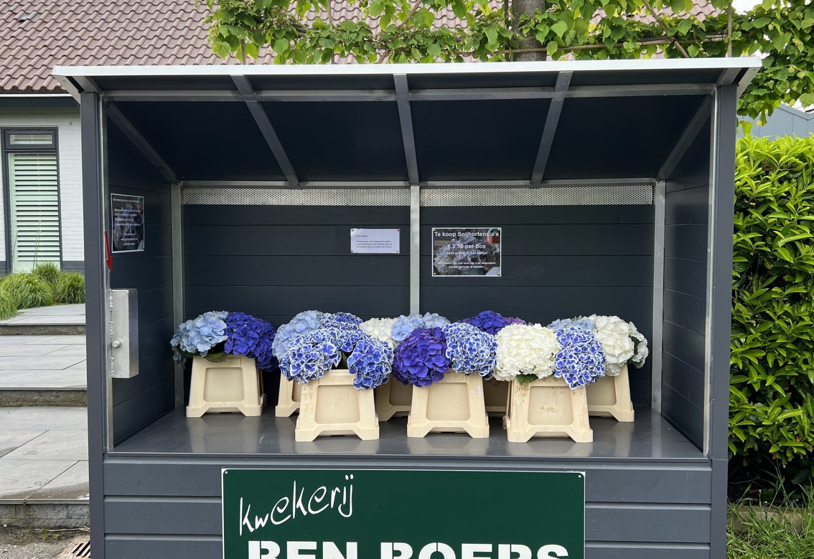 Bloemenstal gevuld met verse bossen snijhortensia