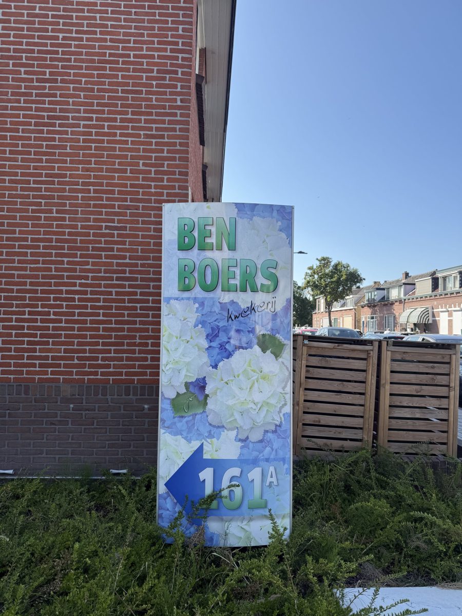 Snijhortensia in de kas van Kwekerij Ben Boers