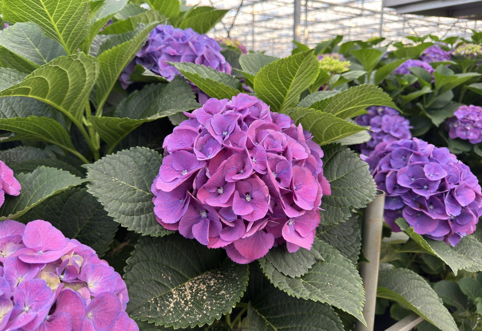 Snijhortensia Calypso in de kas