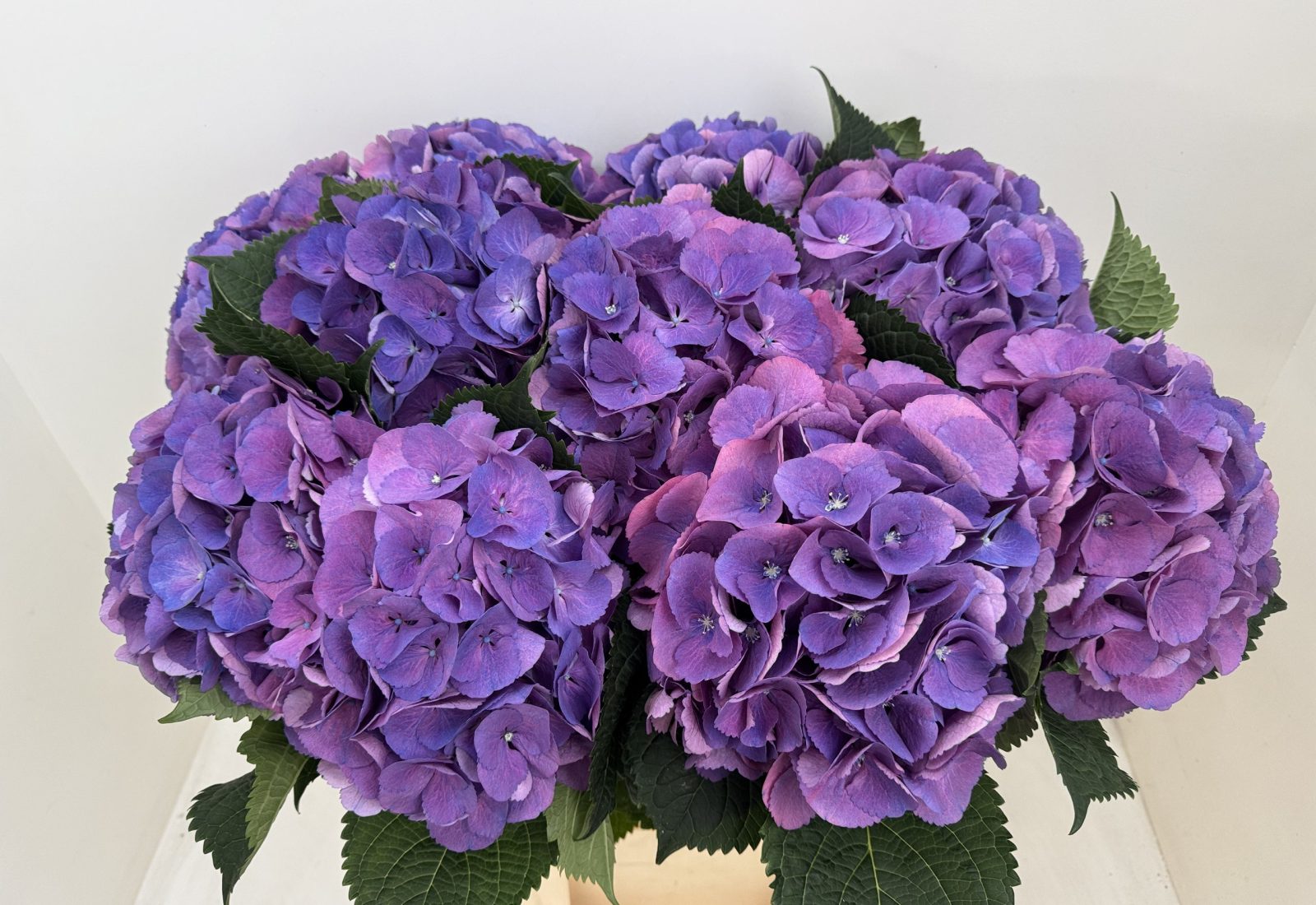 Snijhortensia Calypso in de kas