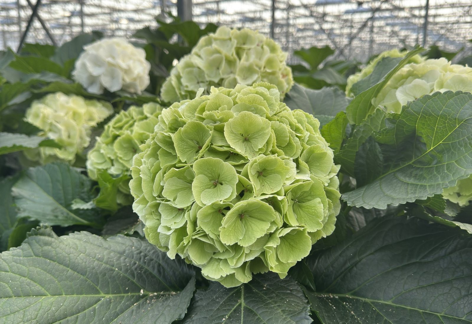 Snijhortensia Chelsea in de kas