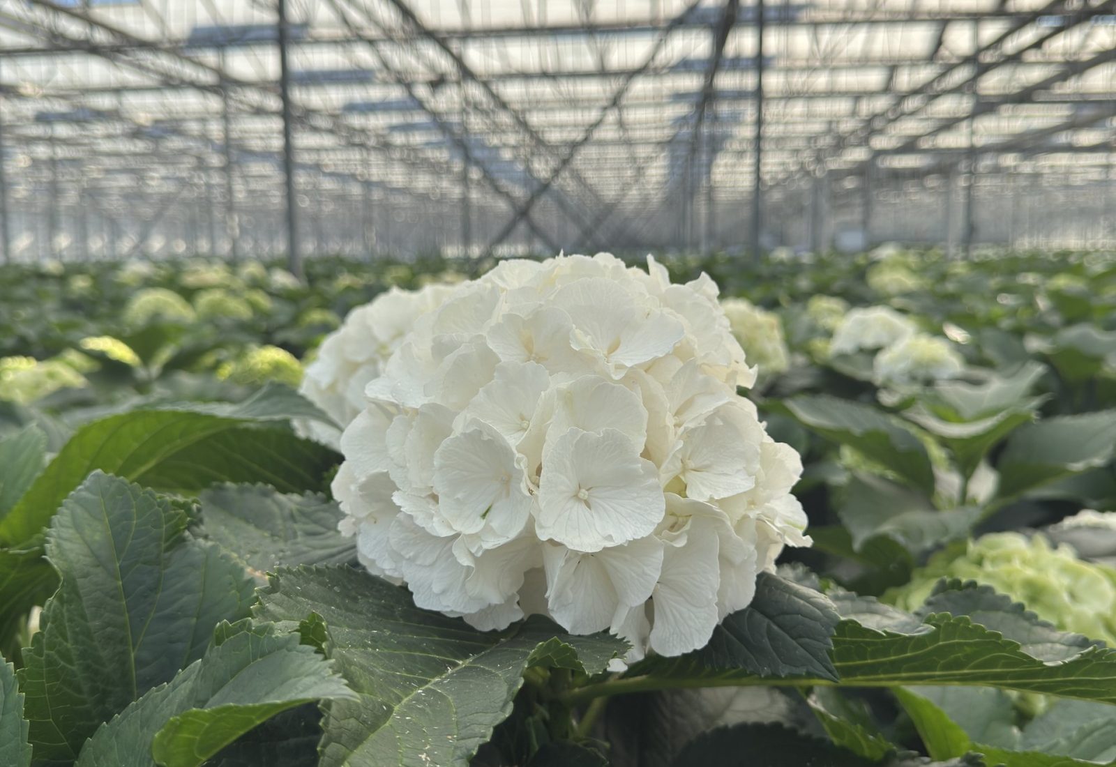 Snijhortensia Chelsea in de kas