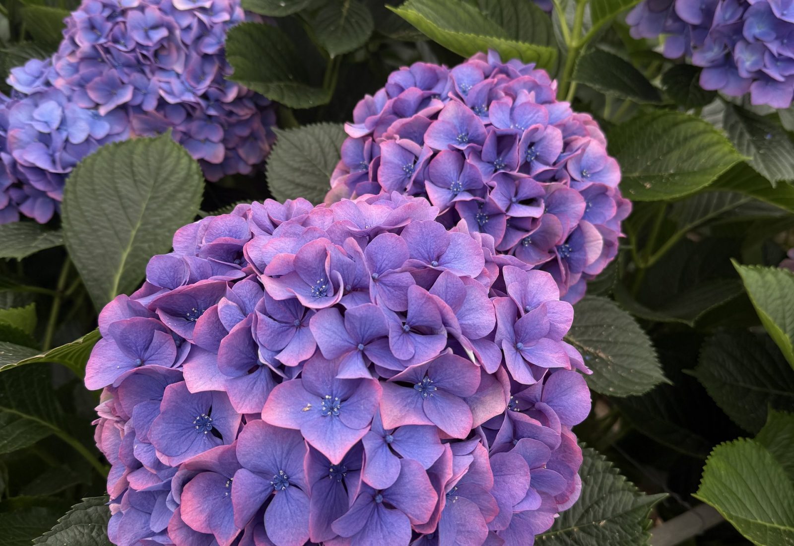 Snijhortensia Dazzle in de kas
