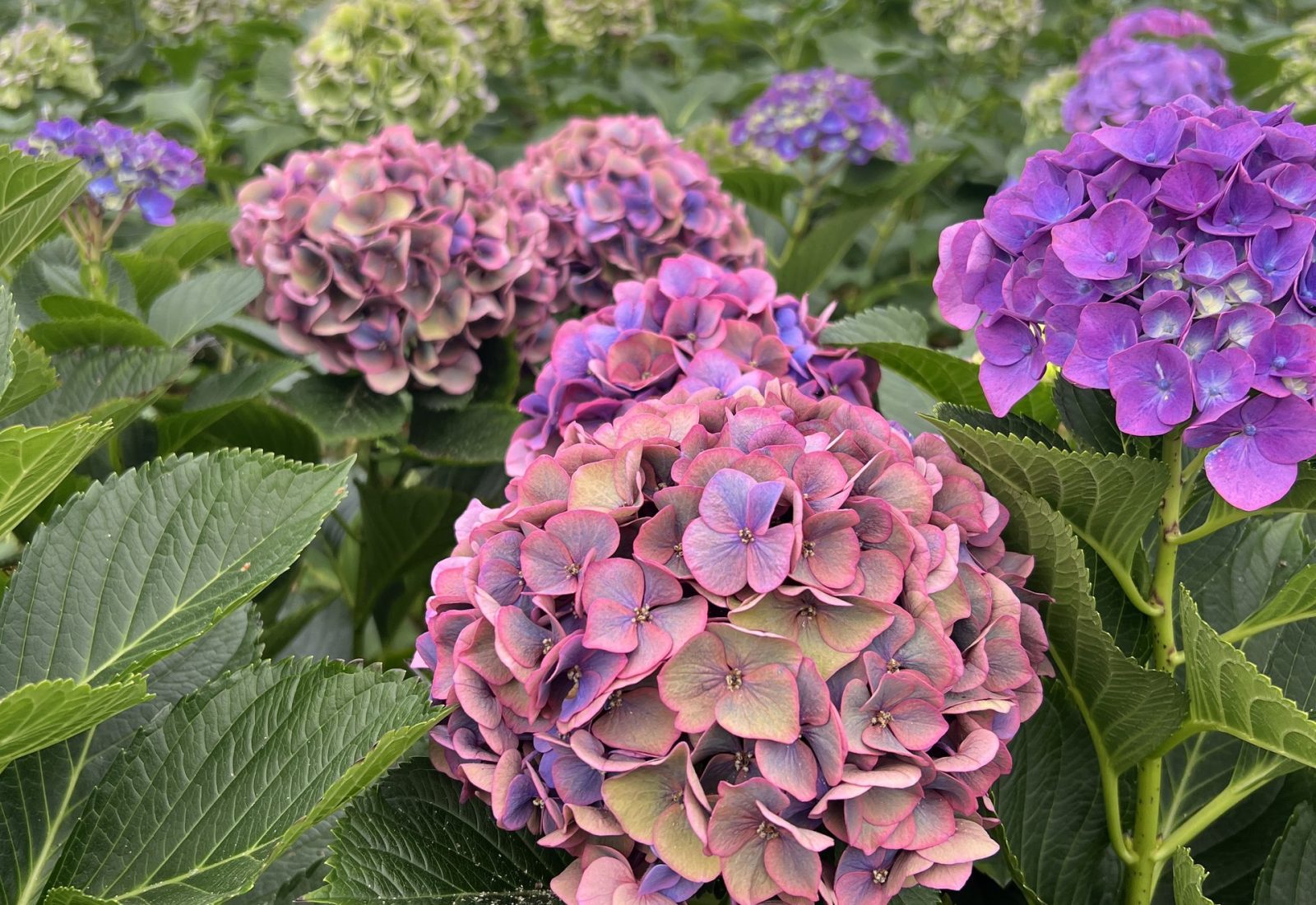 Snijhortensia Dazzle in de kas