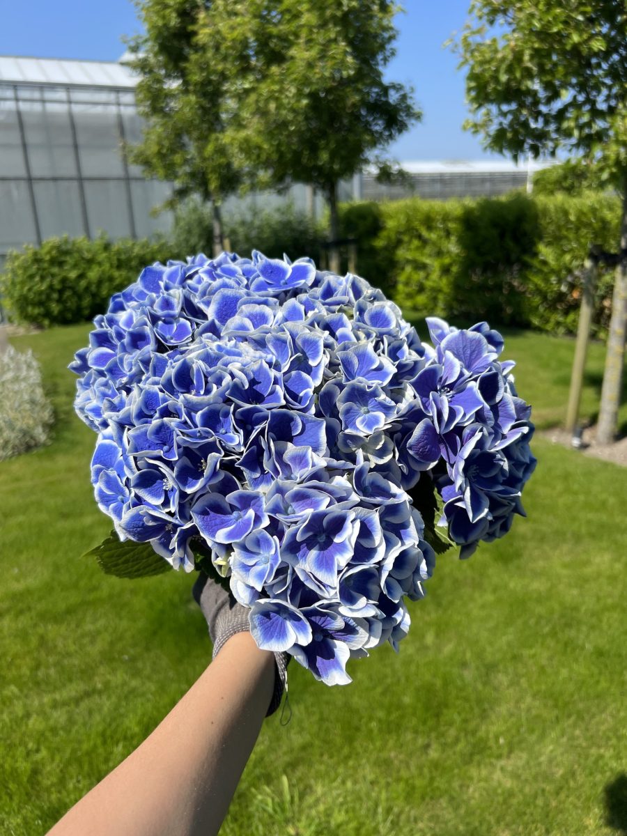 Hand met vers geoogste blauwe snijhortensia