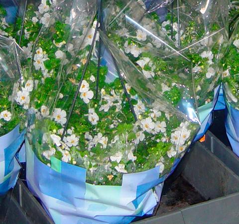Bacopa hangplant van Kwekerij Ben Boers