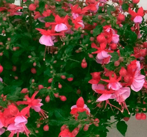 Fuchsia hangplant van Kwekerij Ben Boers