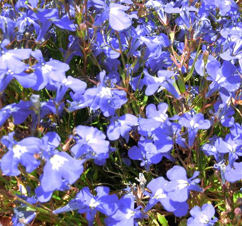 Lobelia hangplant van Kwekerij Ben Boers