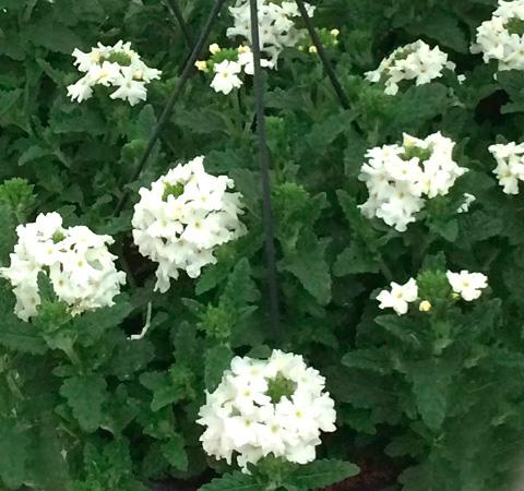 Verbena hangplant van Kwekerij Ben Boers