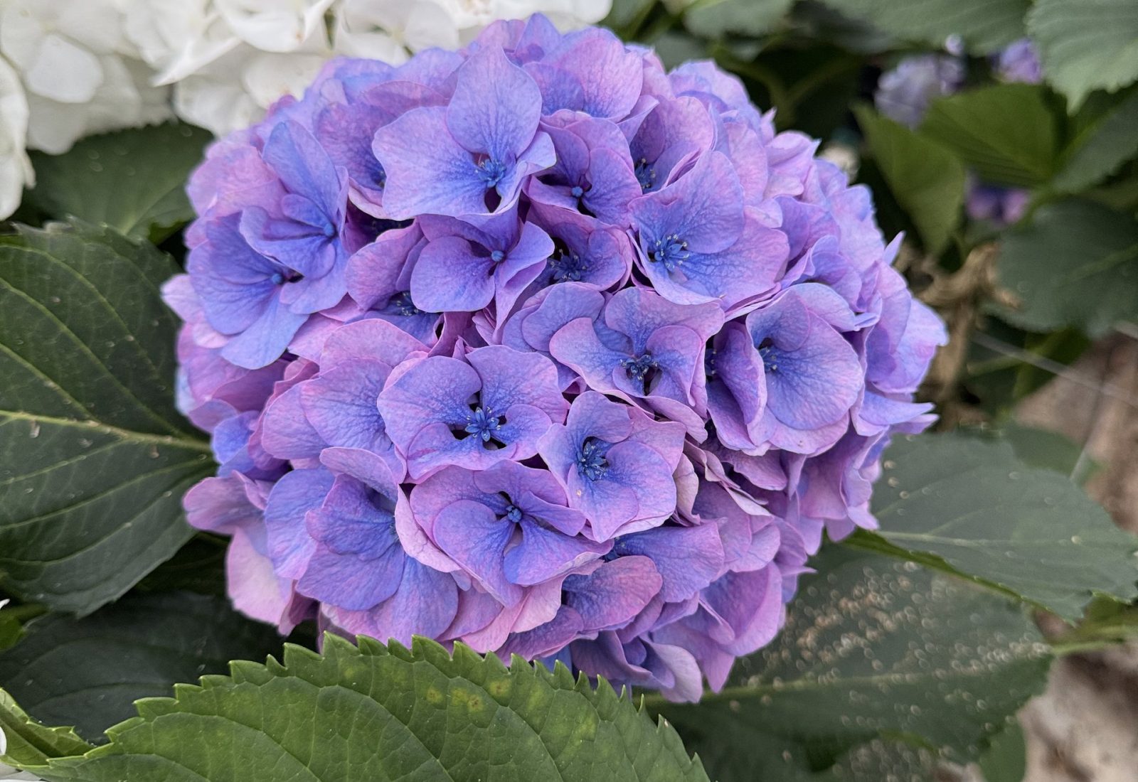 Snijhortensia Houdini in de kas