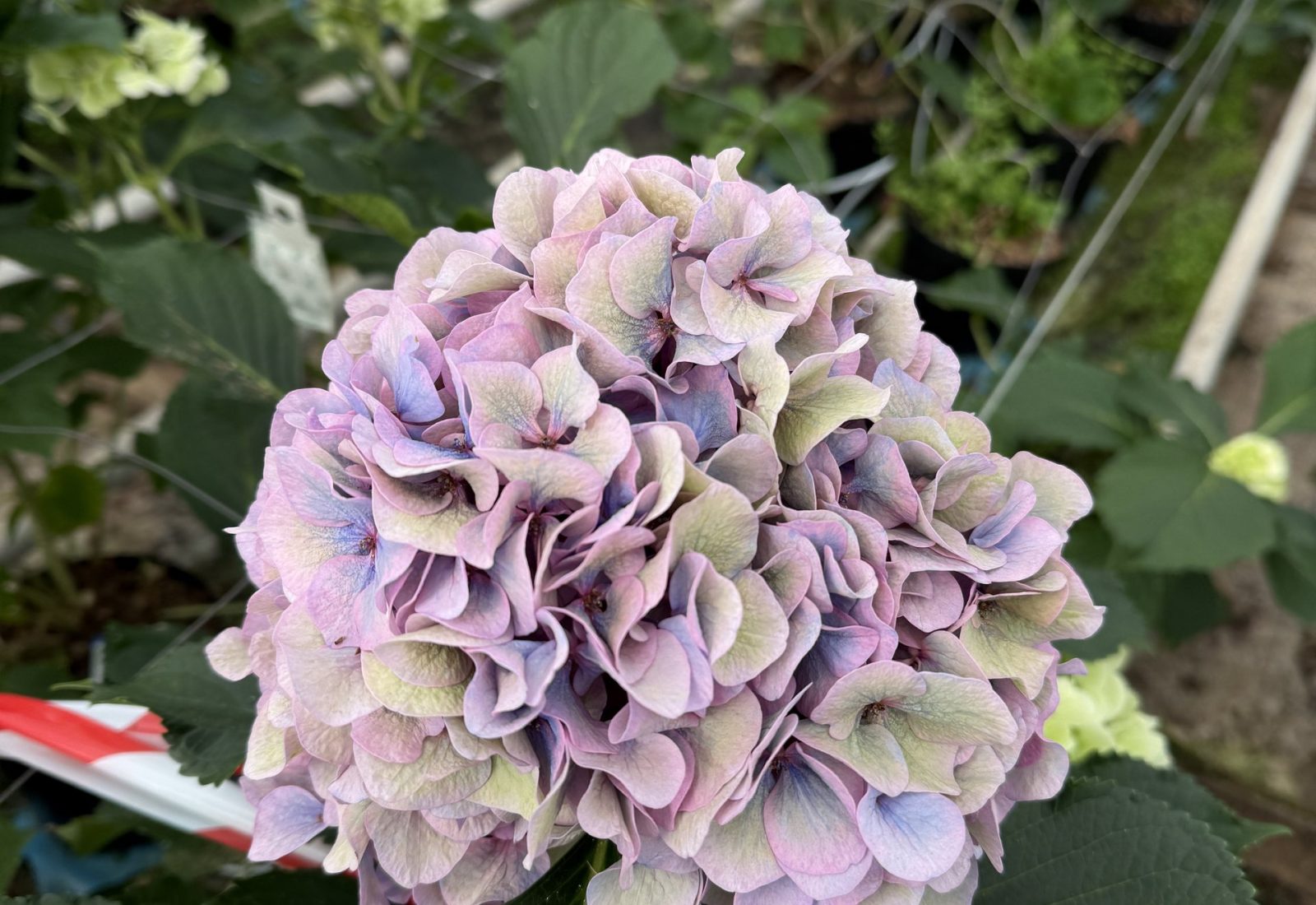 Snijhortensia Houdini in de kas