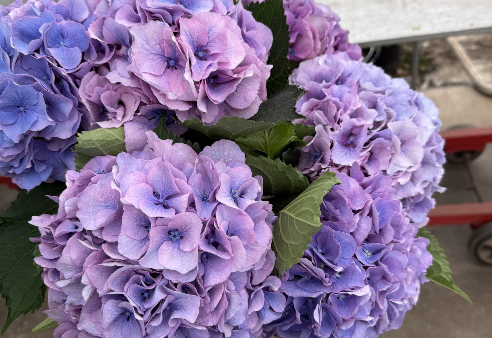 Snijhortensia Houdini in de kas