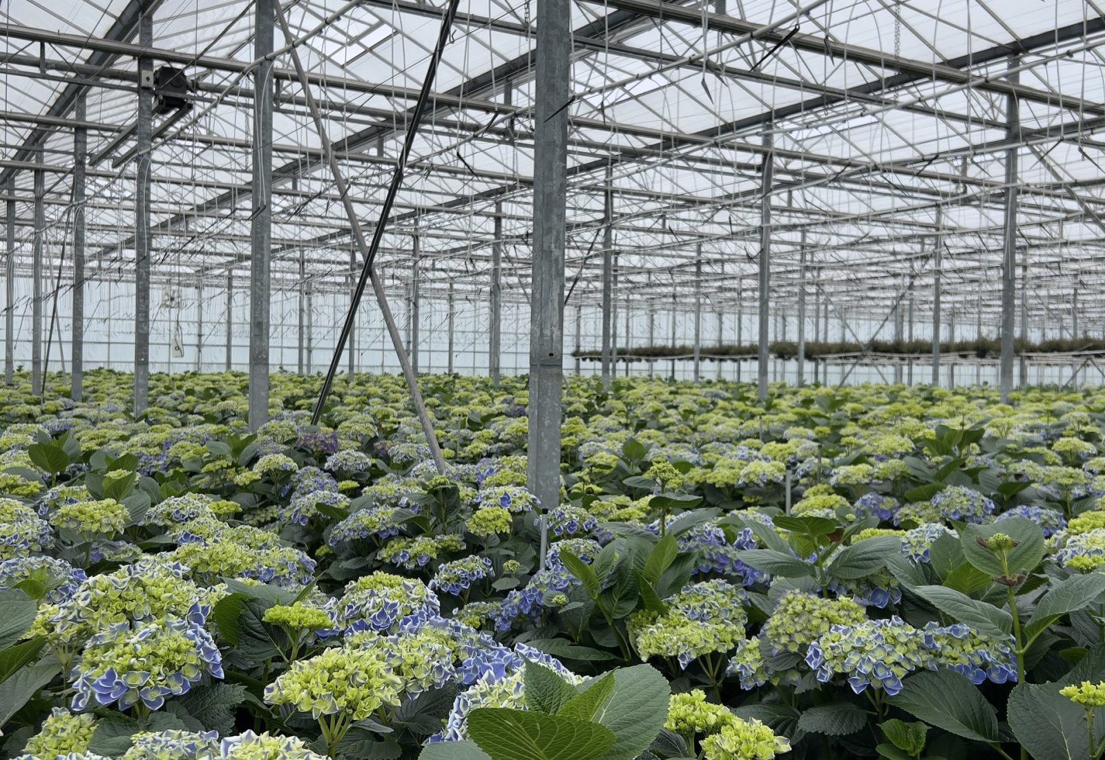 Snijhortensia Dali in de kas