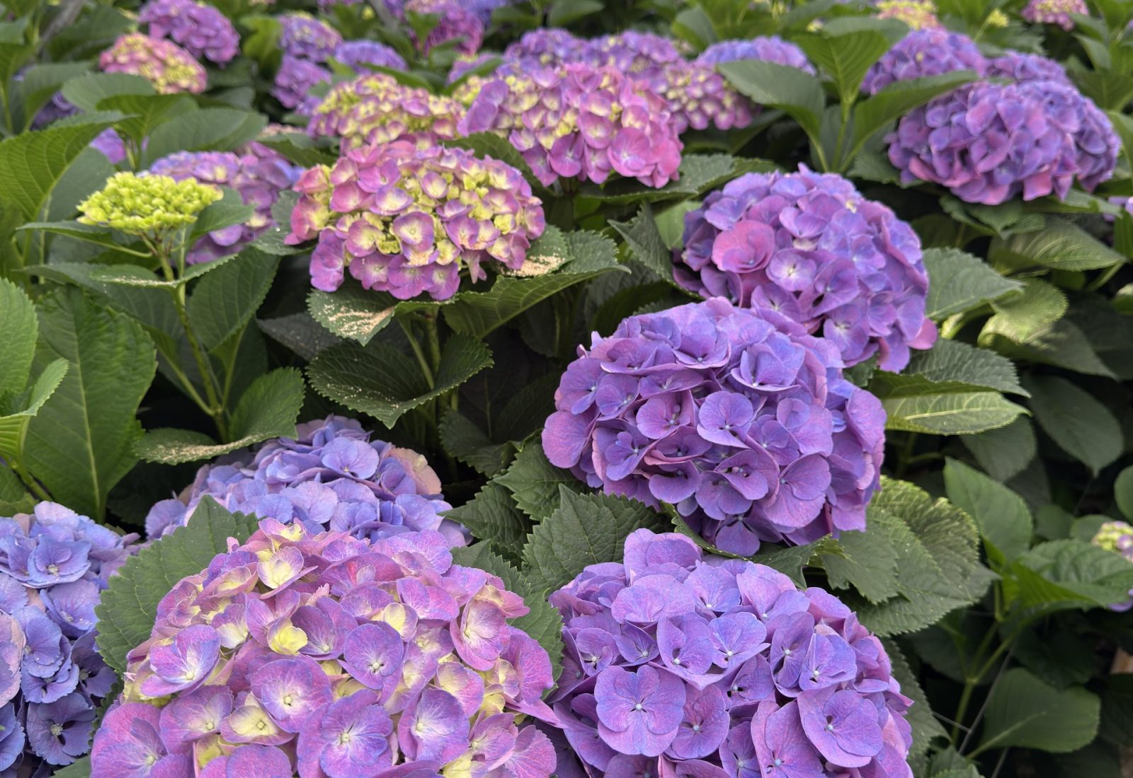 Snijhortensia Calypso in de kas