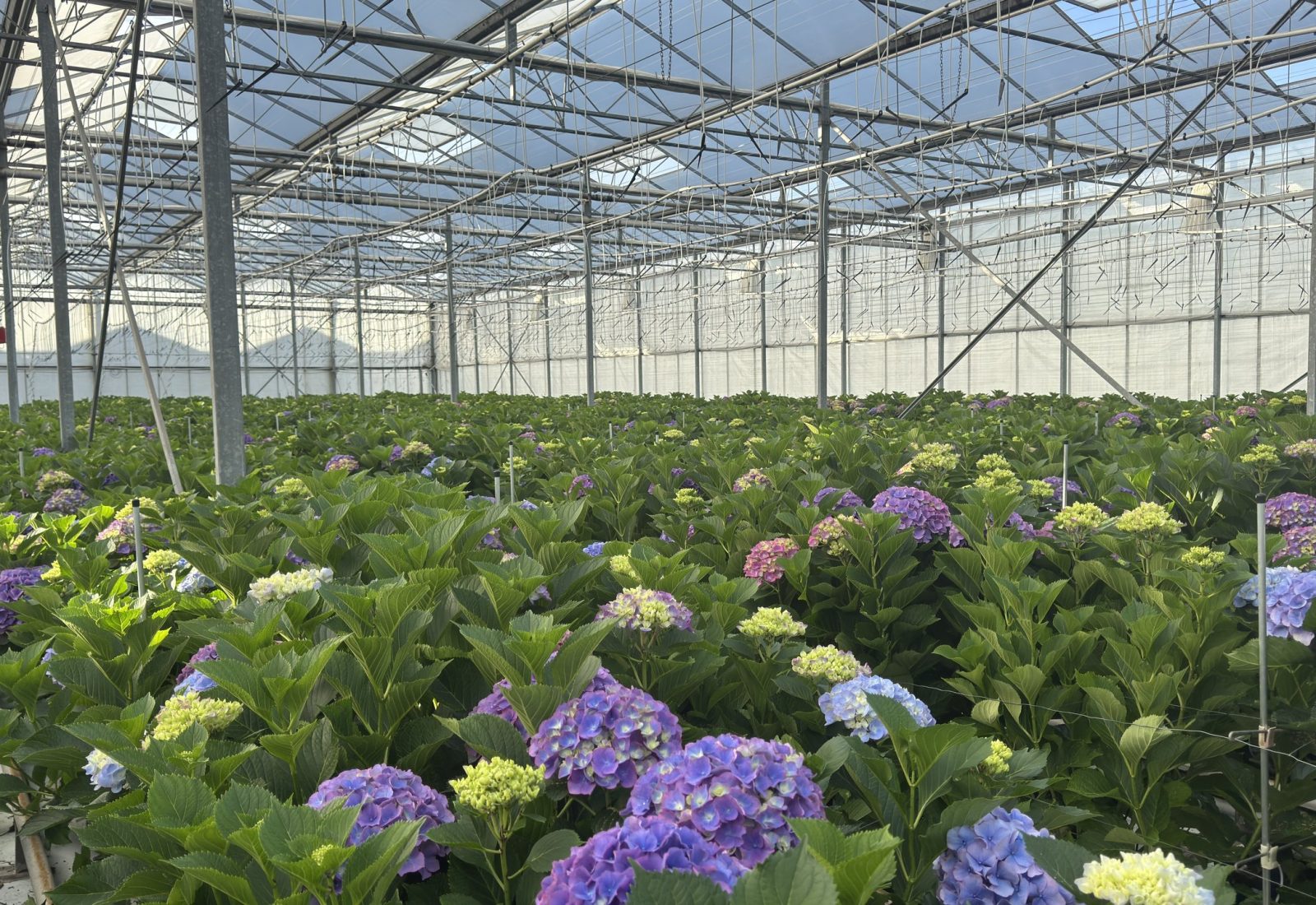 Snijhortensia Dazzle in de kas