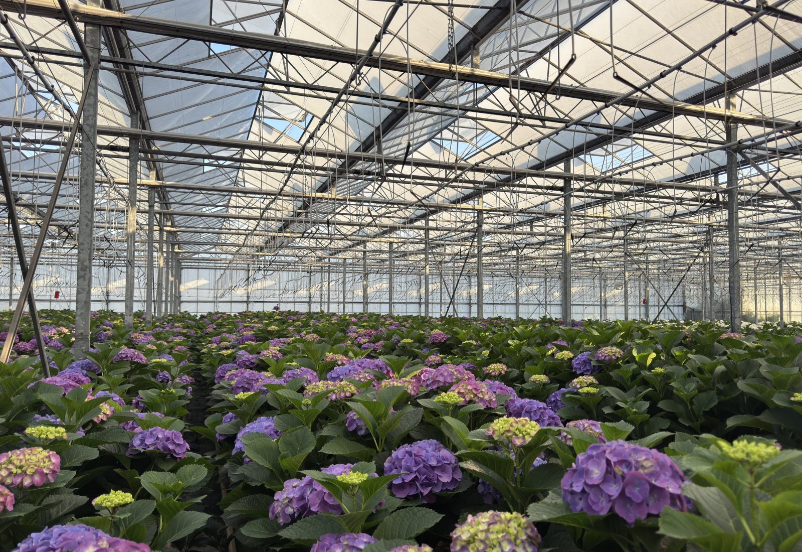 Snijhortensia Artica, de kas in ‘s-gravenzande