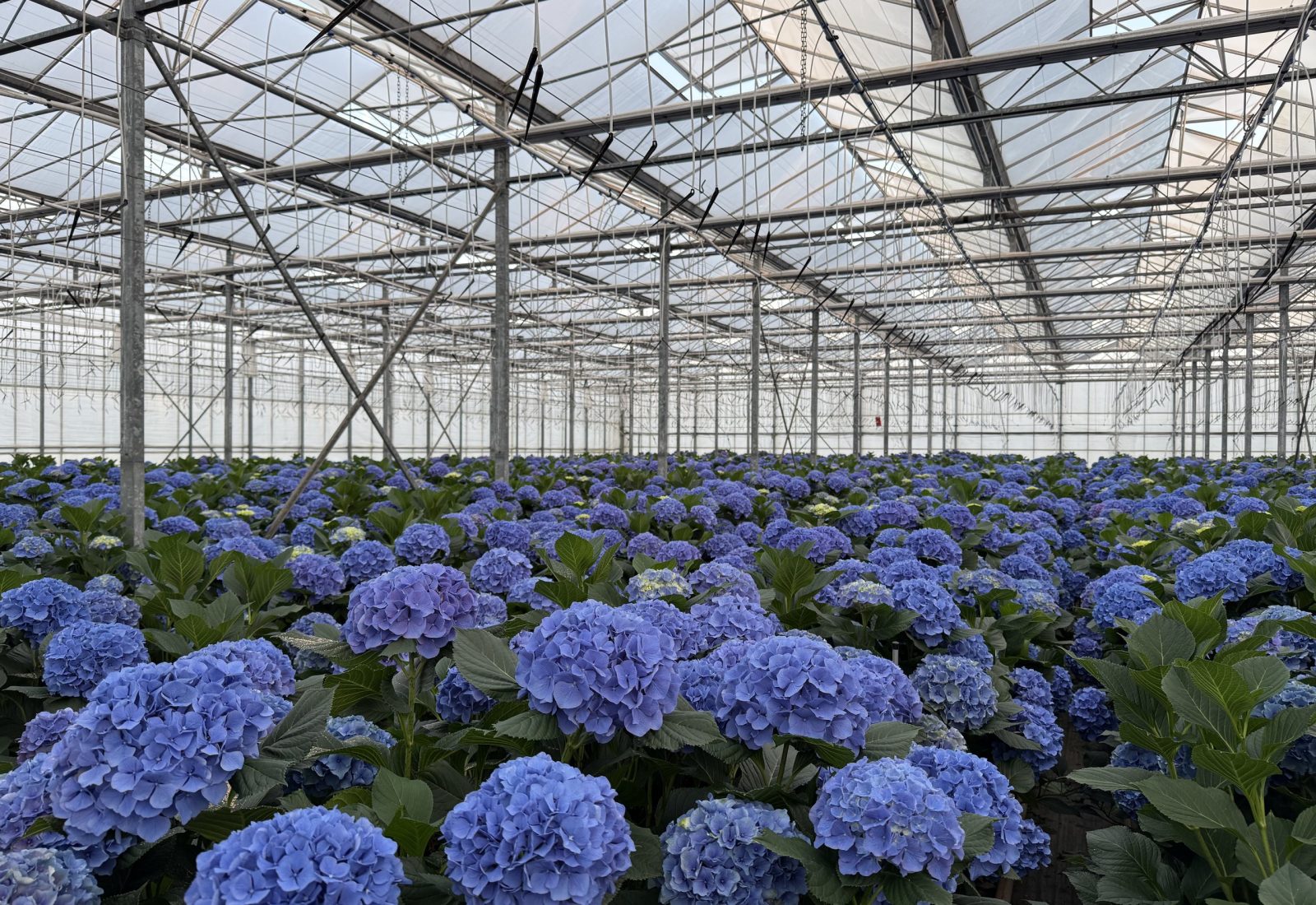 Snijhortensia Pompidou in de kas