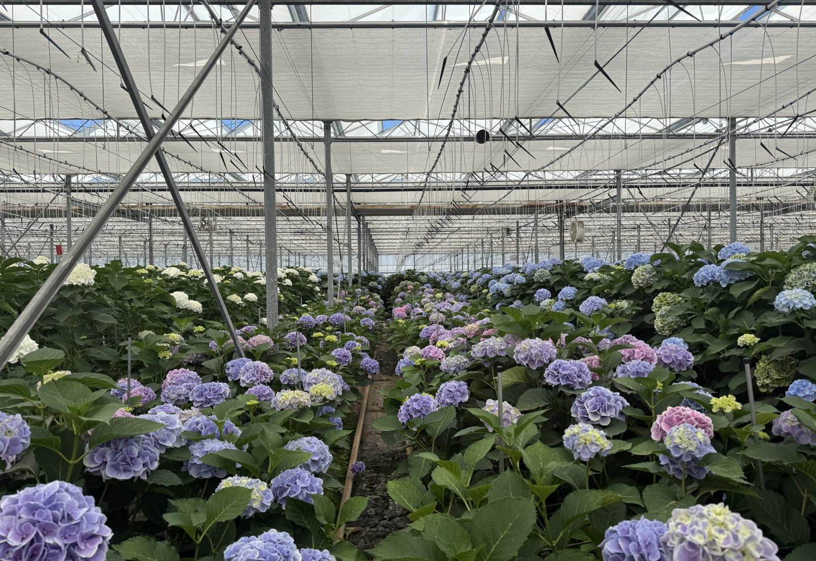 Snijhortensia Valerie in de kas