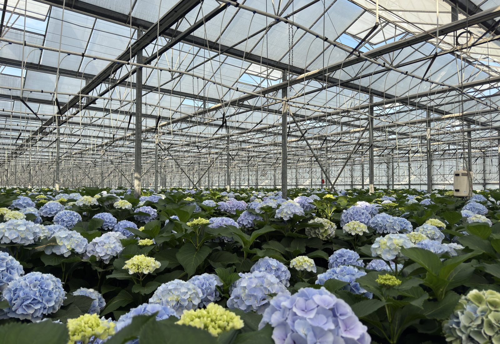 Snijhortensia Verena in de kas