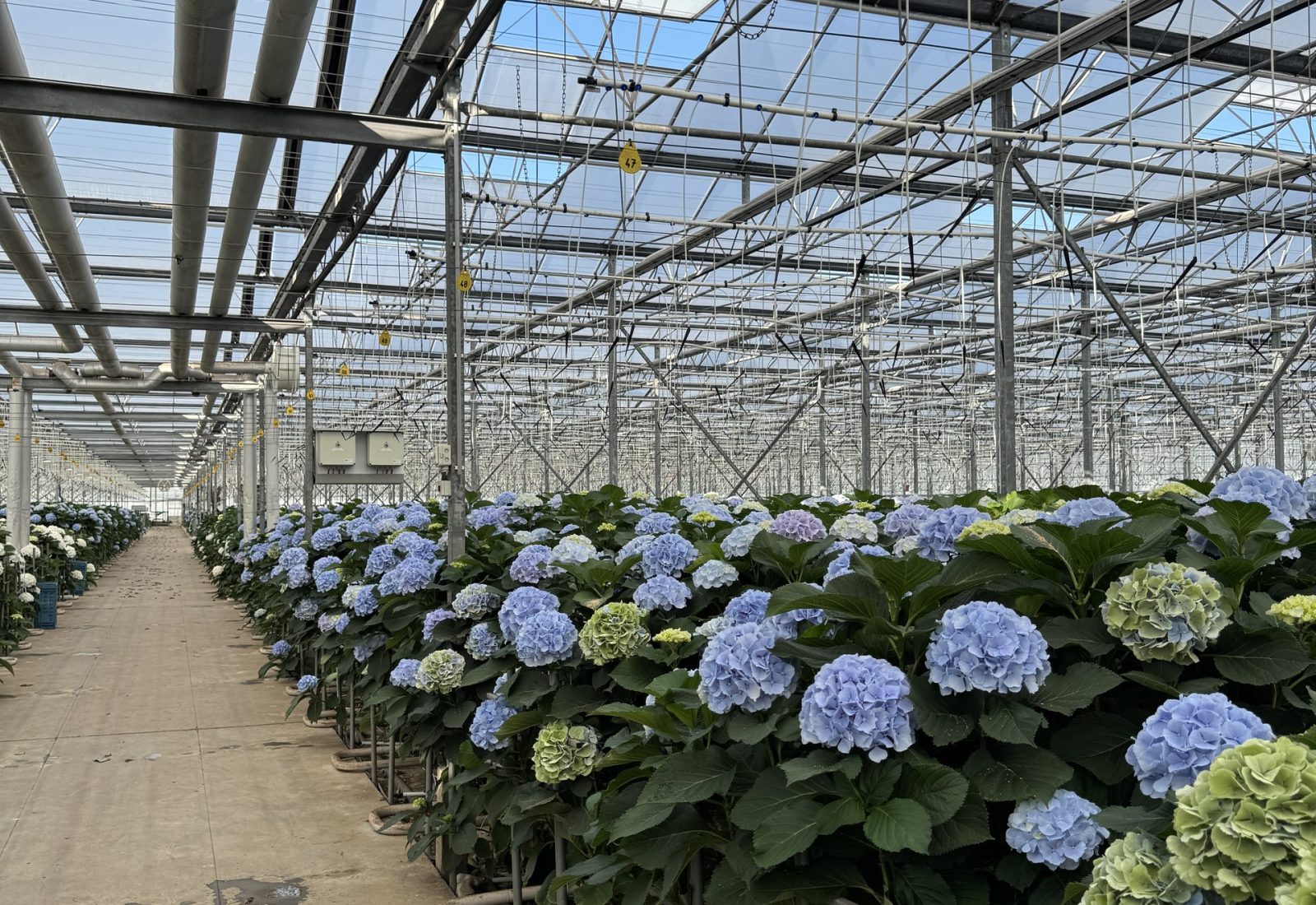 Snijhortensia Verena in de kas