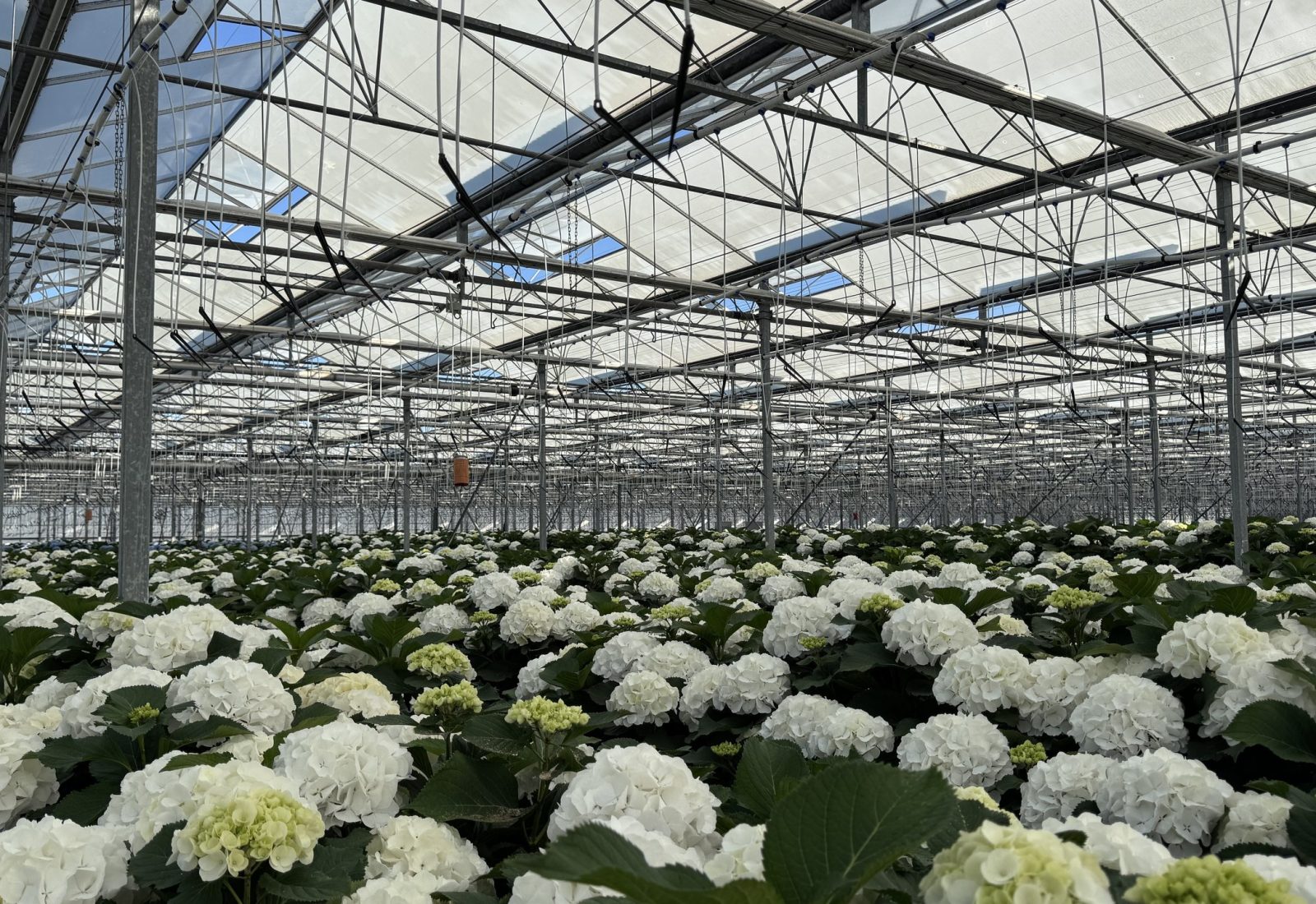 Snijhortensia Wit Verena in de kas