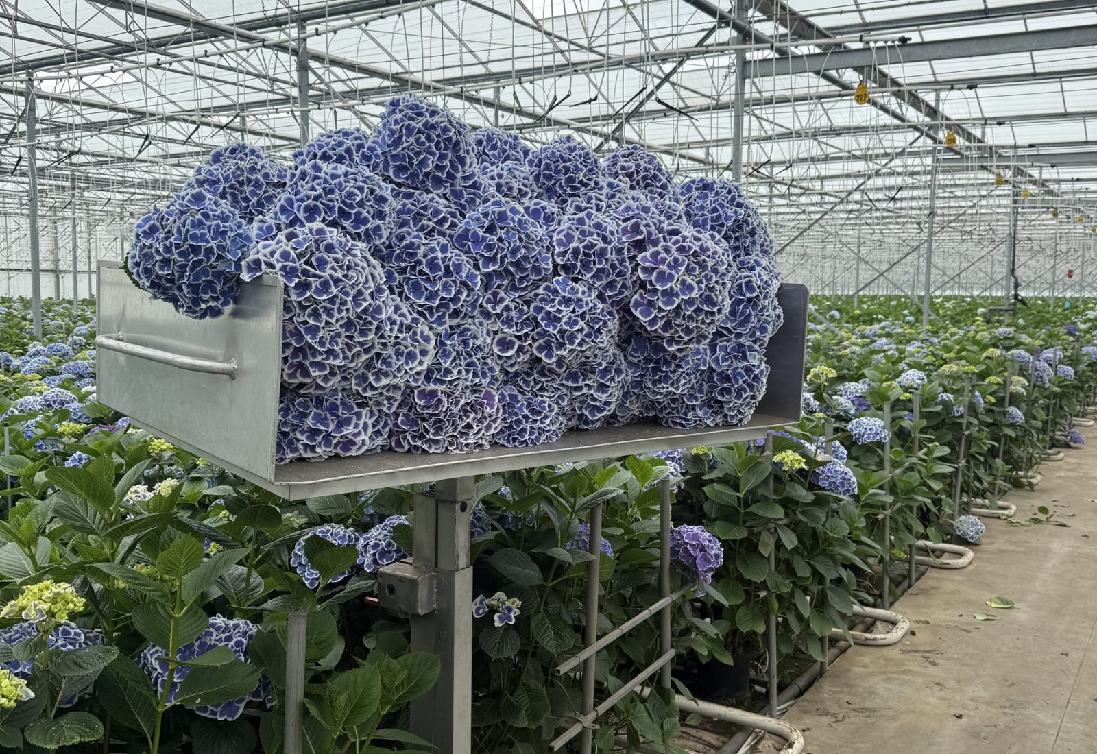 Geoogste blauwe snijhortensia op de kar in de kas
