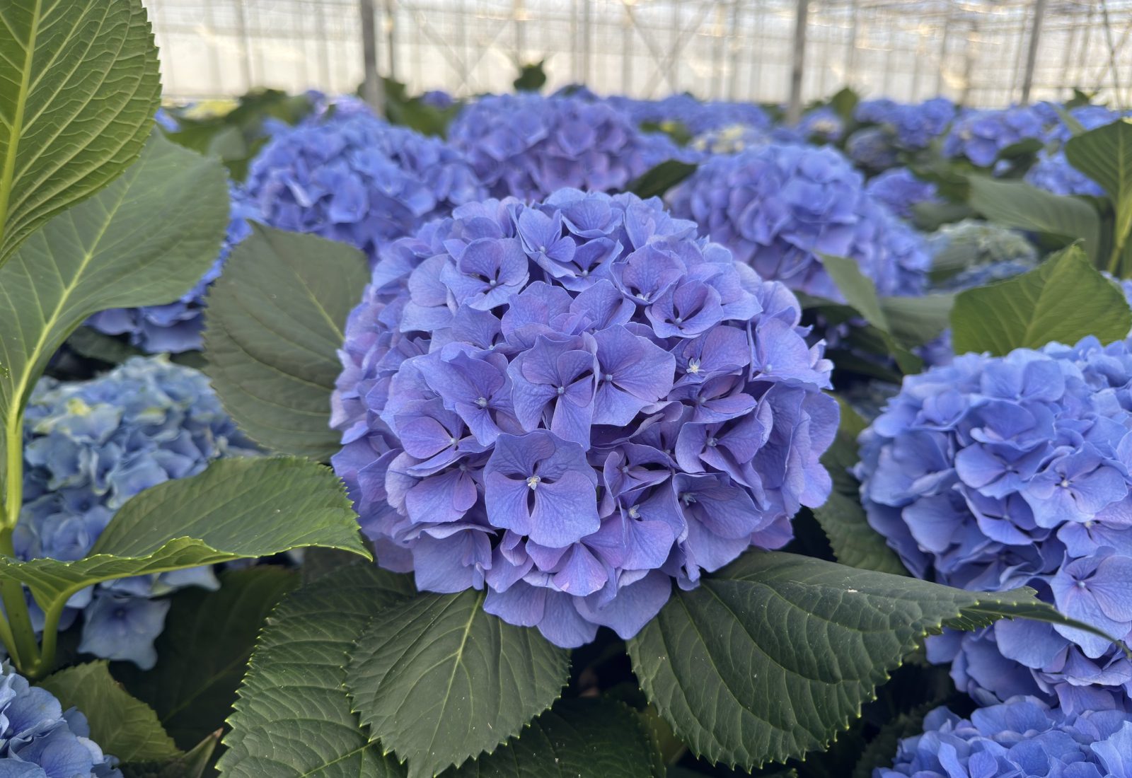Snijhortensia Pompidou in de kas