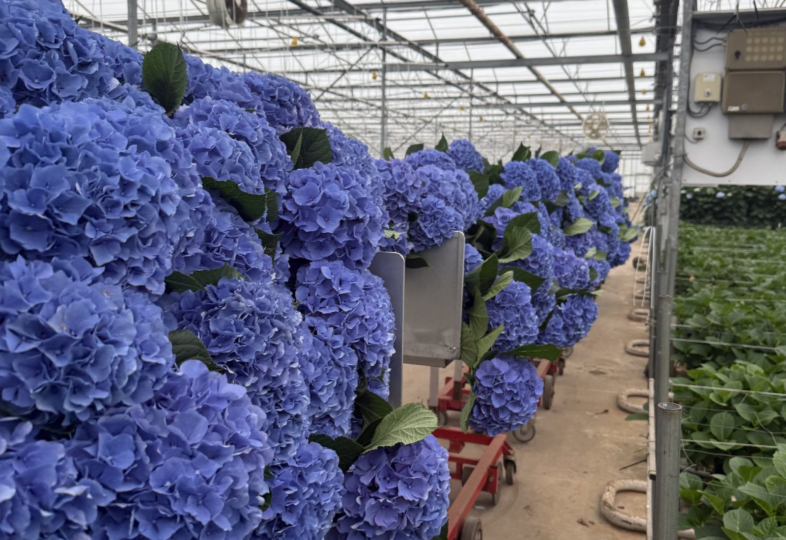 Snijhortensia Pompidou in de kas