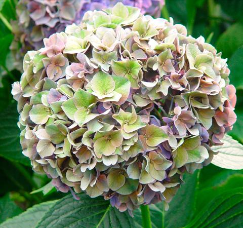 Doorgekleurde Classic snijhortensia, geschikt om te drogen