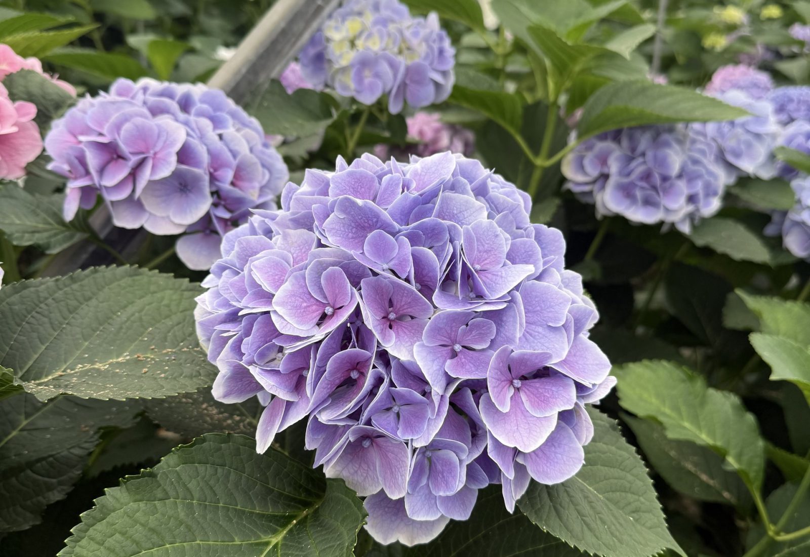 Snijhortensia Valerie in de kas