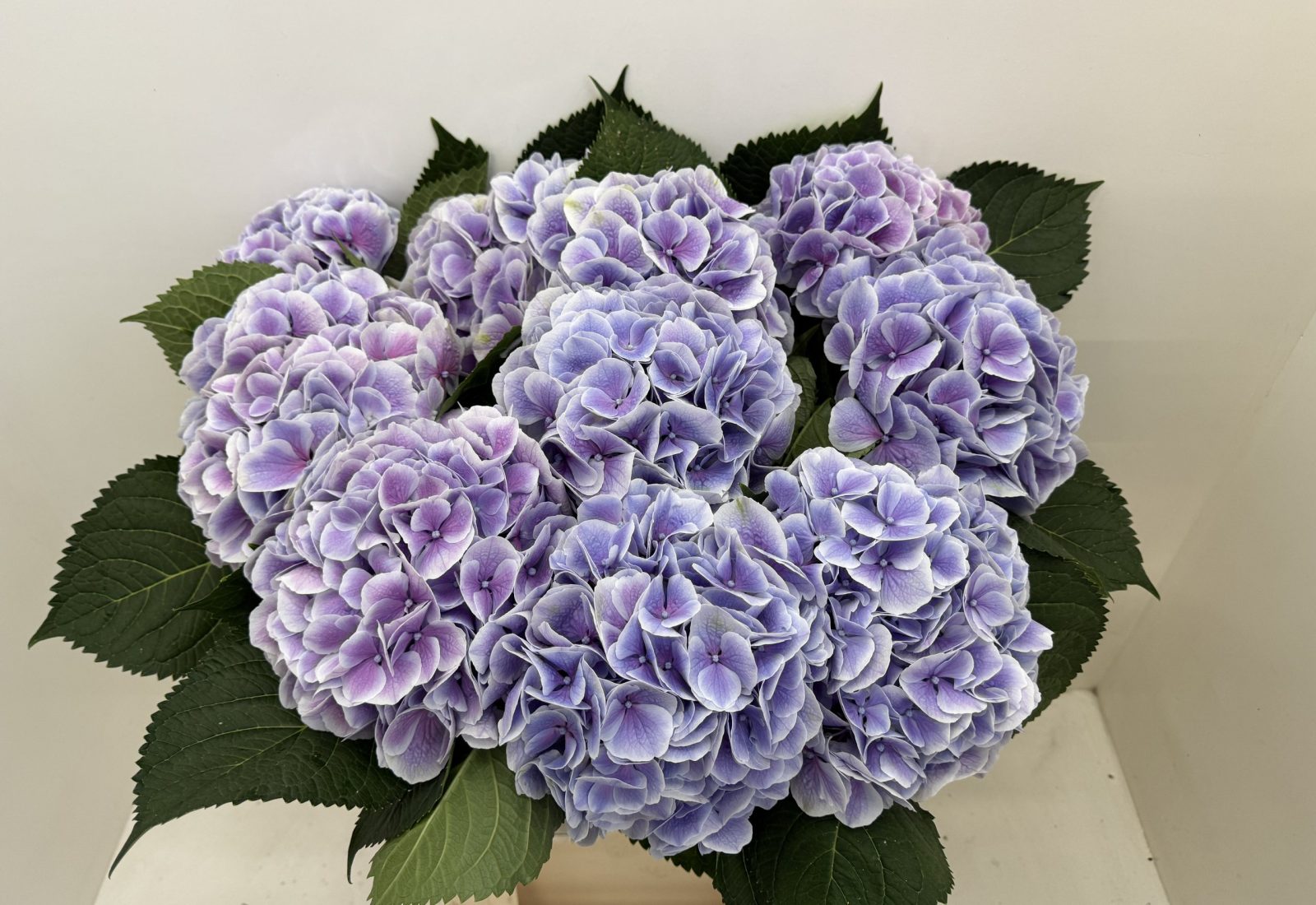 Snijhortensia Valerie in de kas