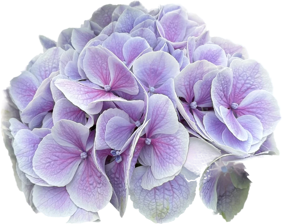 Snijhortensia Valerie, vrijstaand