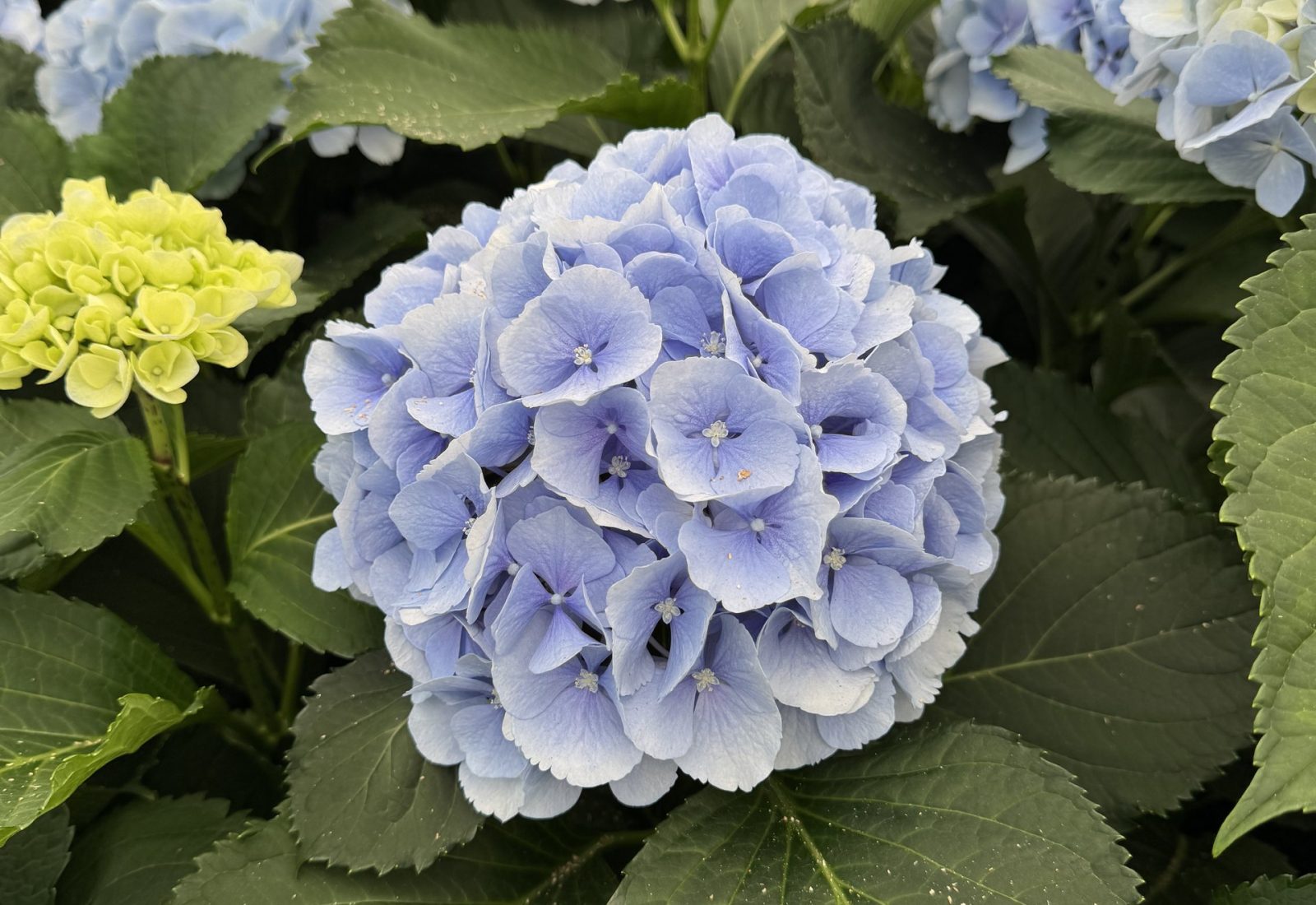 Snijhortensia Verena in de kas
