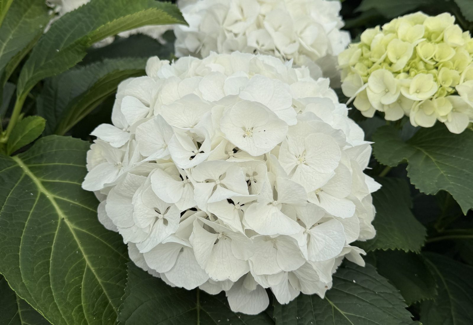 Snijhortensia Wit Verena in de kas
