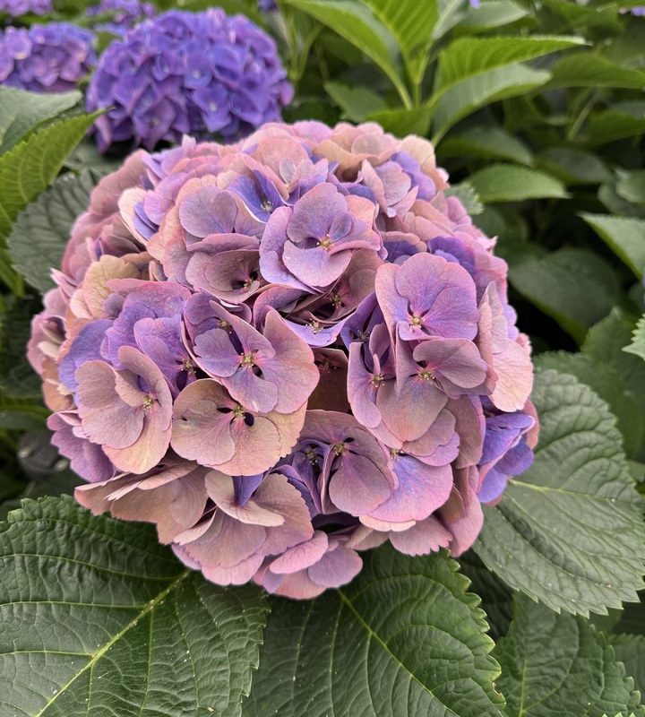 Snijhortensia Calypso, Classic