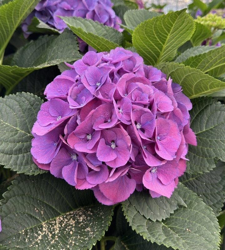 Snijhortensia Calypso, vers
