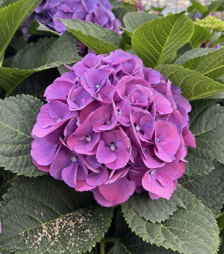 Snijhortensia Calypso als Vers