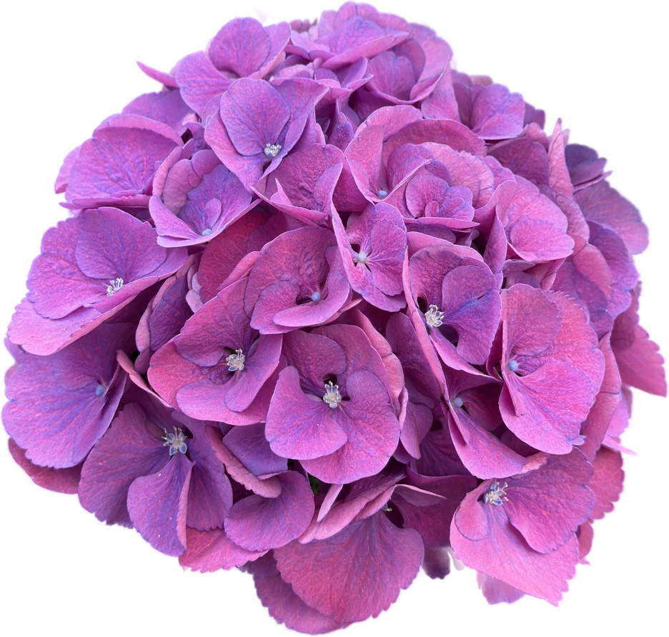 Snijhortensia Calypso, vrijstaand