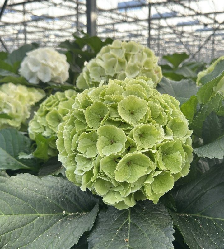 Snijhortensia Chelsea, Classic