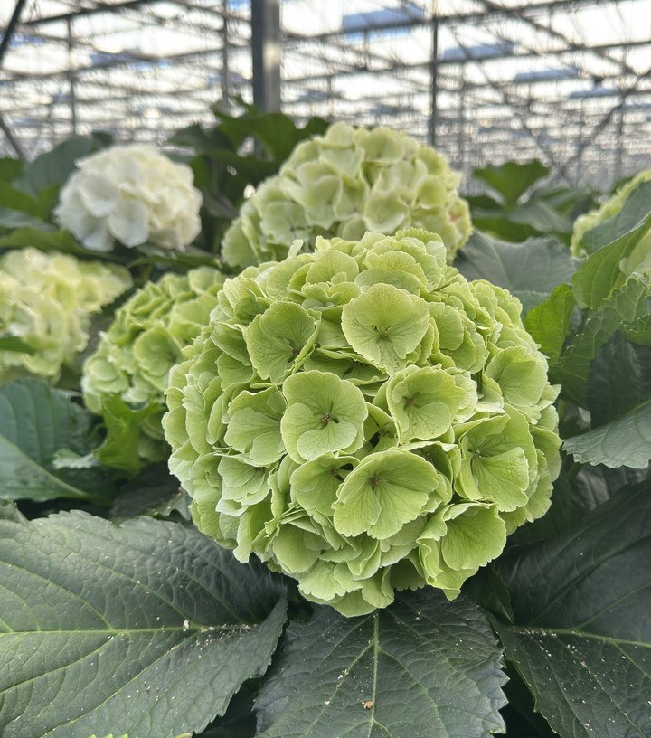 Snijhortensia Chelsea, Classic