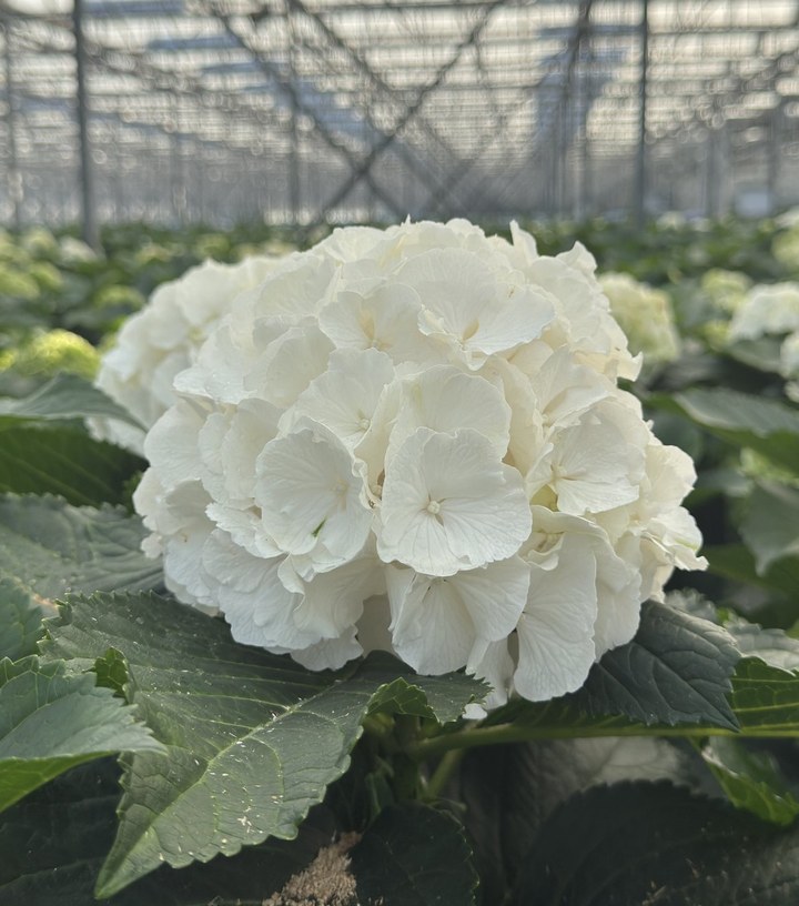 Snijhortensia Chelsea, vers
