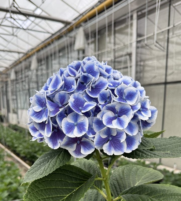 Snijhortensia Dali, vers