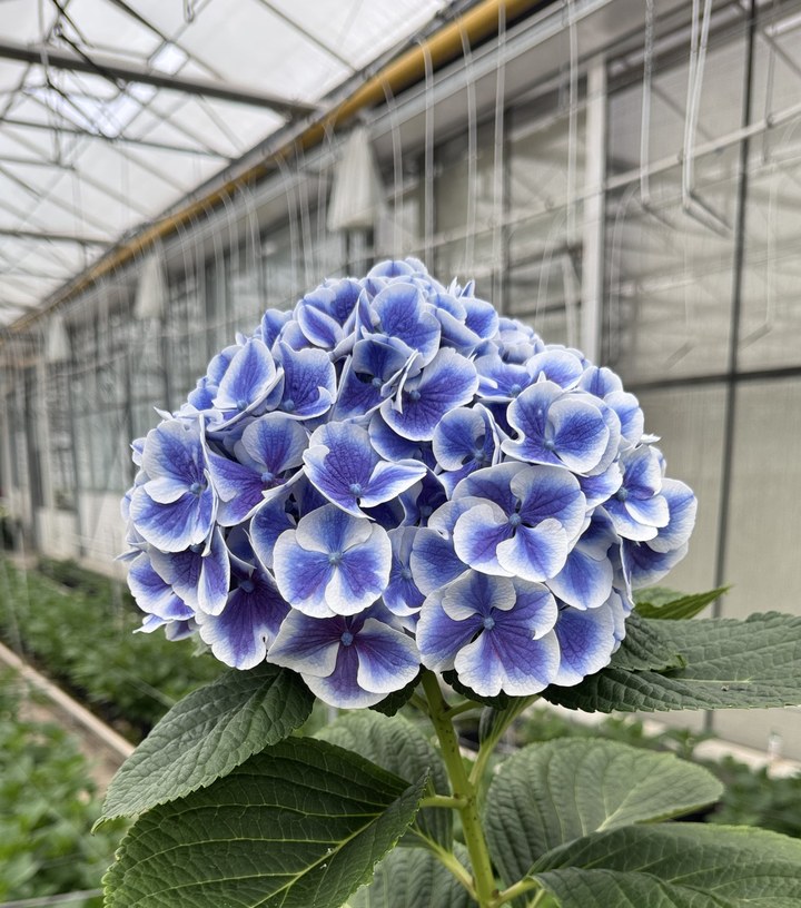 Snijhortensia Dali, vers