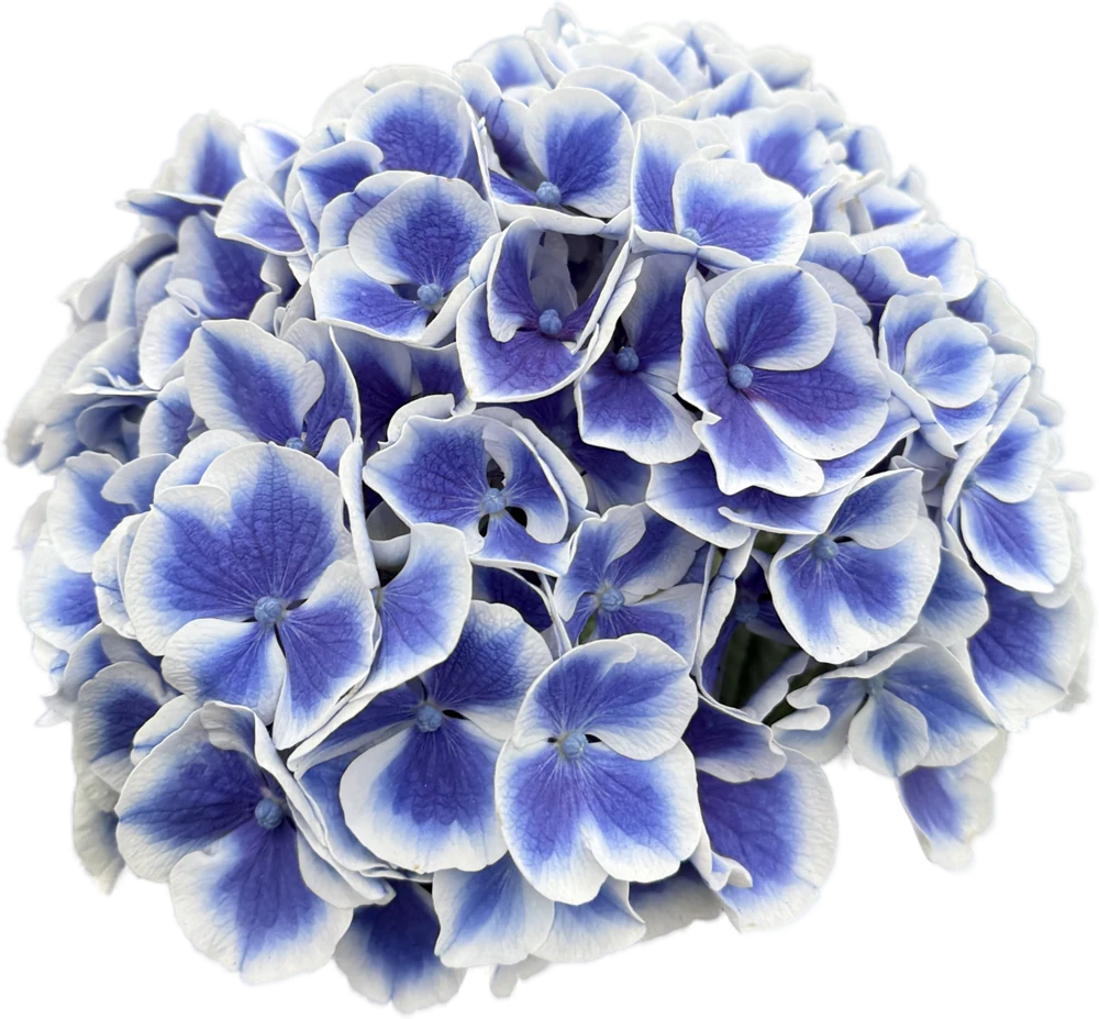 Snijhortensia Dali, vrijstaand