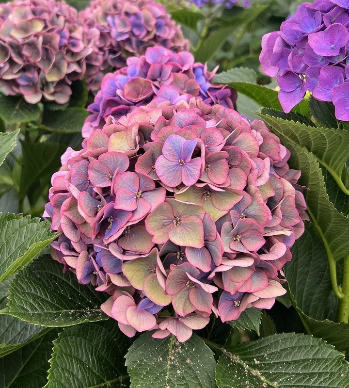 Snijhortensia Dazzle, Classic